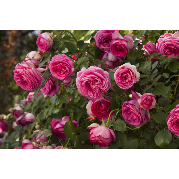 Pink EDEN ROSE® Margaret Mae Pink EDEN ROSE® Margaret Mae